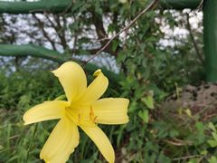 -鲁山国家森林公园