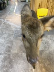 -神奇动物撸宠馆·羊驼·小浣熊·异宠(豫园店)