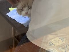 -糯米喵星人总部直营旗舰店·猫舍·幼猫出售