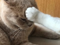 -Catmate·猫肥家润(金润铂宫店)