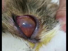 -邢大夫动物医院