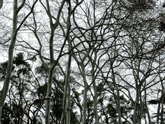 -武汉大学-樱园
