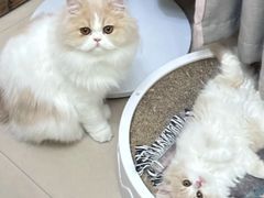 -lincat·猫舍(广州店)