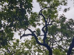-东莞植物园