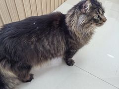-鼓捣猫呢主题猫咖店