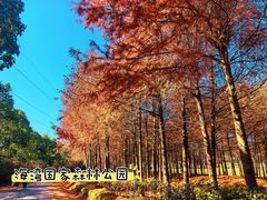 -上海海湾国家森林公园