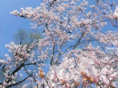 -上海共青森林公园