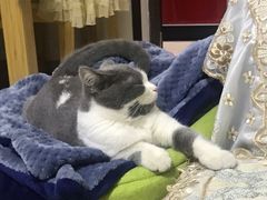 -lincat·猫舍(广州店)