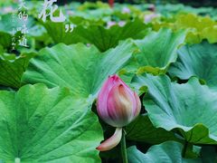 -陈家山荷花公园