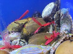 -白仁仔· 活烤海鲜 宵夜(豫园店)