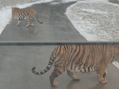 -横道河子东北虎林园