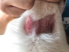 -爱诺耐芙动物医院(万博店)