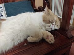 -Sweet cat·星愿猫咖(国贸大厦店)