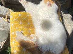 -喵屿·大理花园猫咖