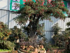 -金科花卉市场