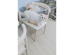 -喵的天空名猫咖啡馆·撸猫·猫舍·用品