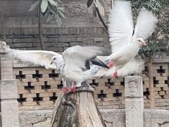 -西安大兴善寺