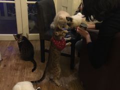 -猫色咖啡·猫咖