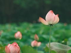 -梁鸿国家湿地公园