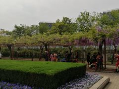 -嘉定紫藤园