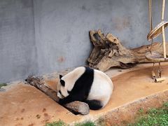 -云南野生动物园