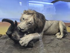 -国家自然博物馆