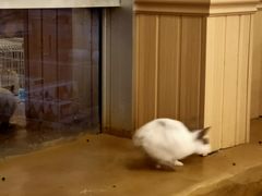 -猫猫幼稚园·撸猫·桌游·电玩