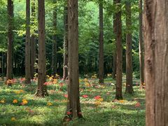 -黄海国家森林公园