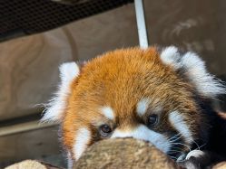 -Zoolung Zoolung动物主题公园(海信广场店)