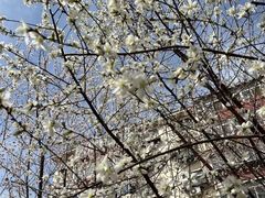 -桃花堤公园