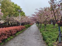 -高东镇樱花园