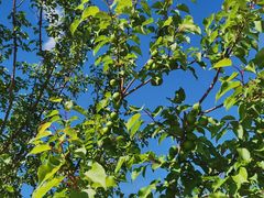 -哈密回王府景区