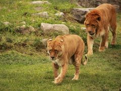 -西安秦岭野生动物园