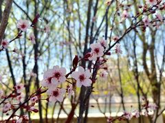 -桃花堤公园