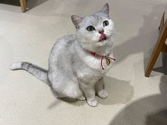 -藏猫猫咖啡主题馆(中央大道店)