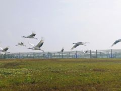 -盐城丹顶鹤湿地生态旅游区