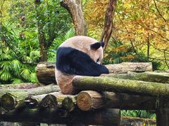 -都江堰中华大熊猫苑
