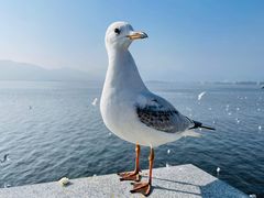 -滇池海埂公园