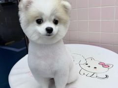 -FAELING PETS美天灵宠物(富力广场店)