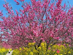 -南汇桃花村