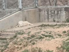 -石家庄市动物园