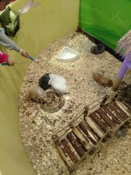 -酷嗒动物文化乐园(cutezoo西溪乐天城店)