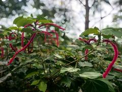 -槟城街头艺术街区