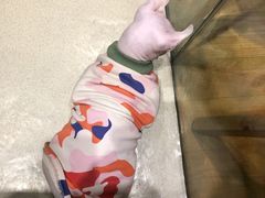 -藏猫猫咖啡主题馆(中央大道店)