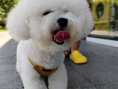 -PETKIT 小佩宠物·德文赛凯猫舍