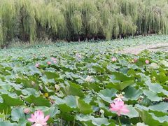 -青城公园