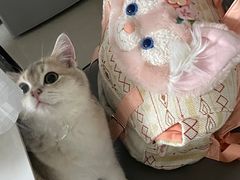 -创凡宠物医院·骨专科  猫科中心(西乡分院)