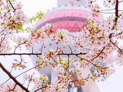 -东方明珠广播电视塔