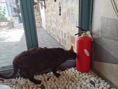 -喵屿·大理花园猫咖