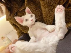 -猫腻·猫咖·撸猫馆(星光大道店)